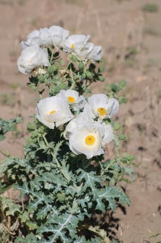 Thistle Poppy Bonsai (Conceptual)
