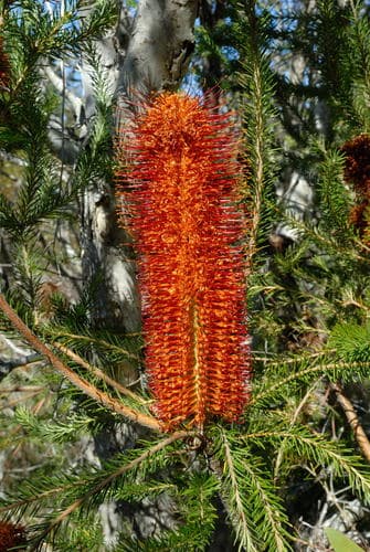 Heath-leaved Banksia Bonsai