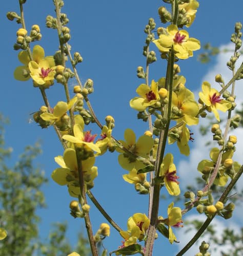Nettle-leaved Mullein Bonsai