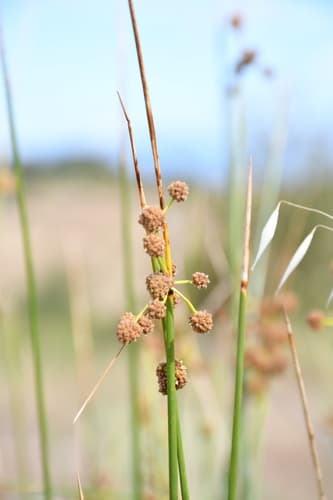 Round-headed Clubrush