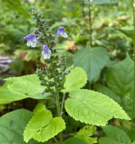 Heart-leaved Skullcap