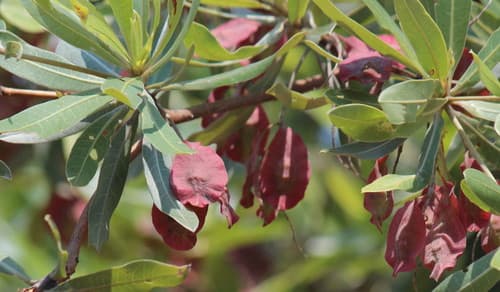 Silver Terminalia Bonsai (Hypothetical)