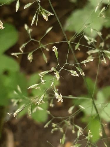 Wood Meadow-grass