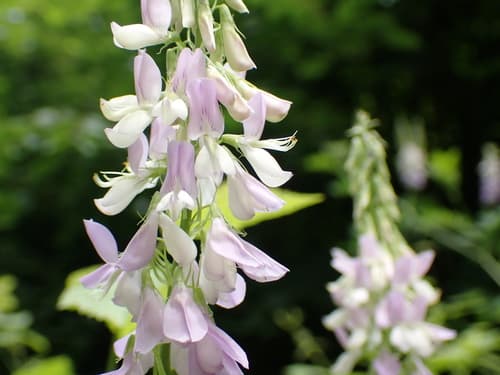 Common Milkpea Flowers