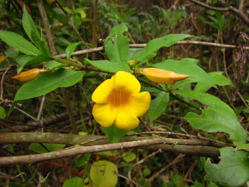 Bush Allamanda Bonsai