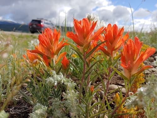 Wholeleaf Paintbrush Bonsai