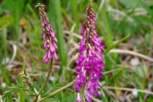 Alpine Sweet-vetch