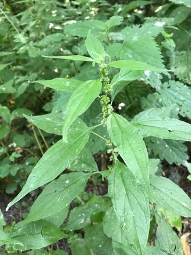 Erect Pellitory-of-the-wall