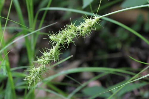 Ravenfoot Sedge
