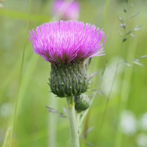 Melancholy Thistle