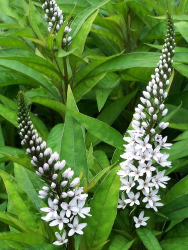 Gooseneck Loosestrife