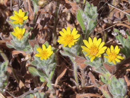 Sessileflower False Goldenaster