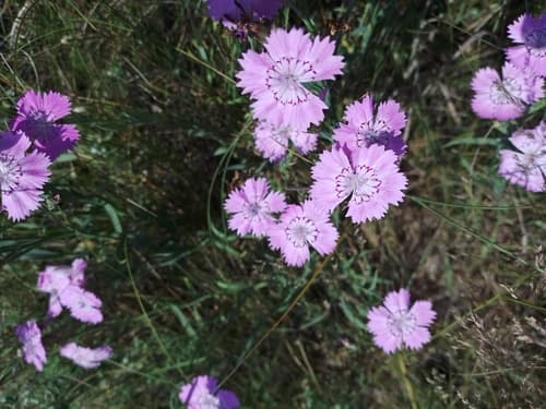 Chinese Pink Flowers (Not a Bonsai)
