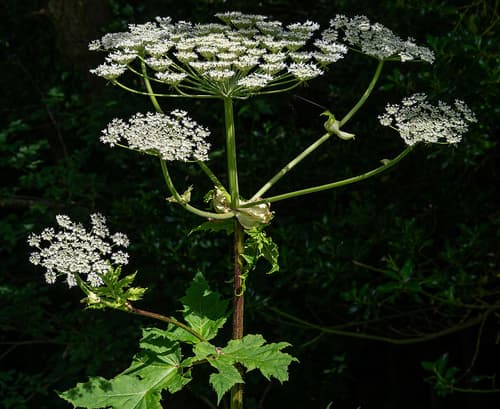 Giant Hogweed