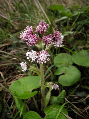 Winter Heliotrope