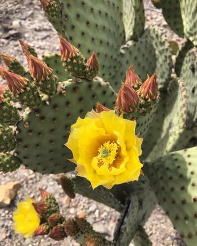 Blind Pricklypear