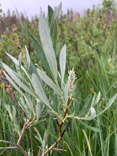 Sage-leaf Willow