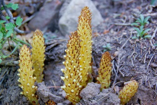 Alpine Cancer-root