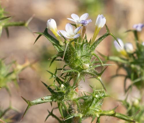 Hooked Pincushionplant Bonsai