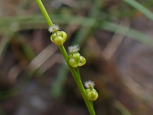 Marsh Arrowgrass Bonsai