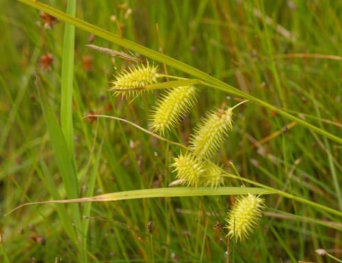 Bottlebrush Sedge Bonsai