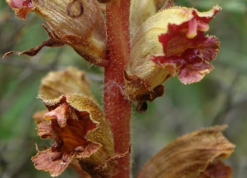 Slender Broomrape