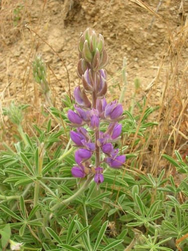 Summer Lupine