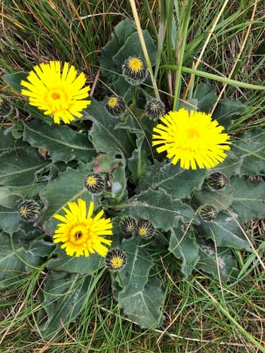 Spotted Cat's-ear Bonsai