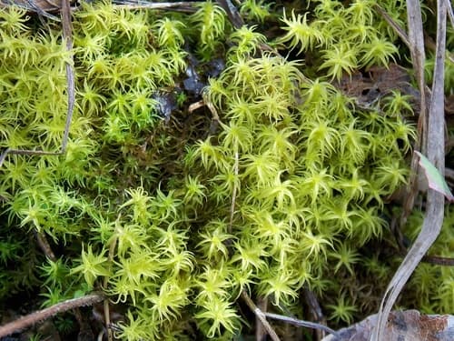 Side-fruited Crisp-moss