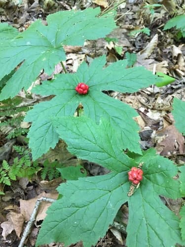 Goldenseal