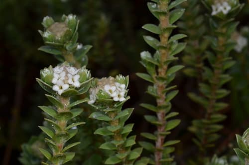 Dracophyllum autetaranga Bonsai