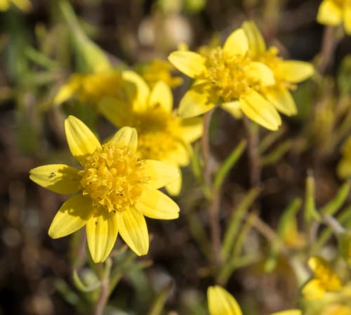 Common Goldfields Wildflower