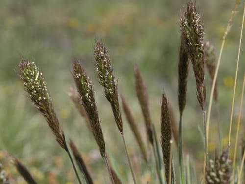 Spike Trisetum