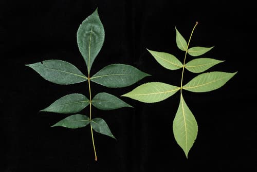 Black Hickory Bonsai