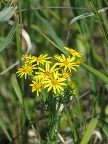 Hoary Ragwort