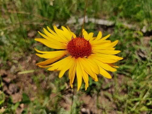 Red Dome Blanketflower