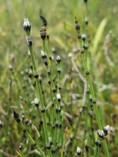 Variegated Horsetail