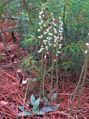 Checkered Rattlesnake Plantain Bonsai