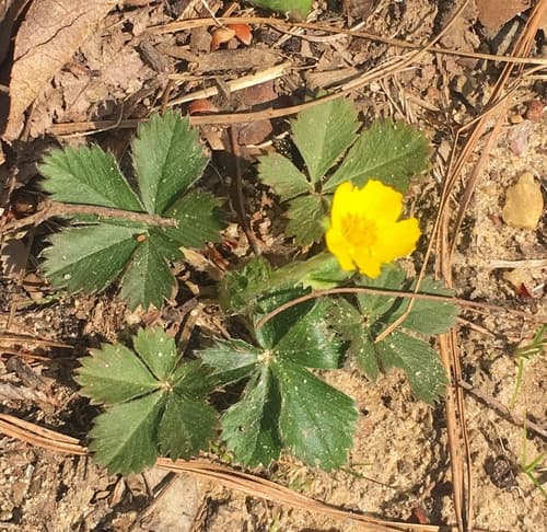 Dwarf Cinquefoil