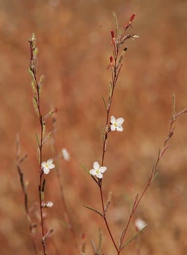 Diffuse Groundsmoke Bonsai