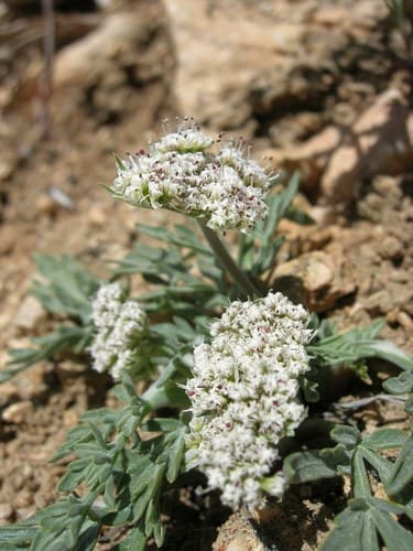 Nevada Biscuitroot