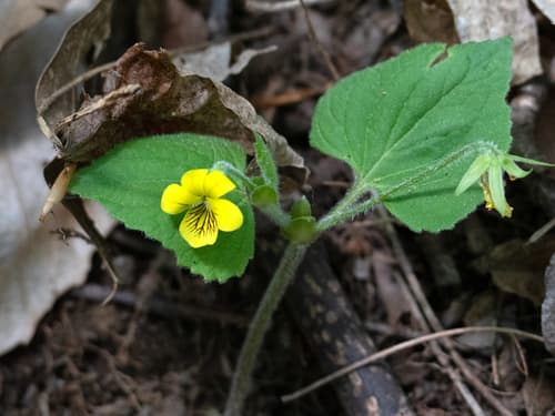 Downy Yellow Violet