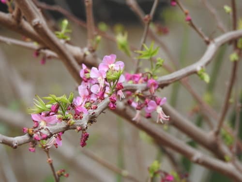 Mexican Buckeye Bonsai