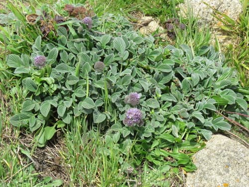 California phacelia