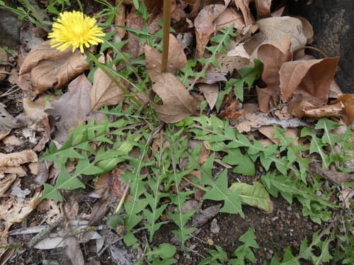 Red-seeded Dandelion