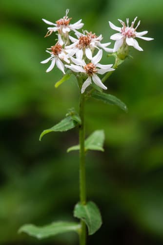 Toothed White-topped Aster
