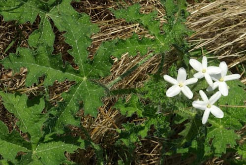 Texas Bull Nettle