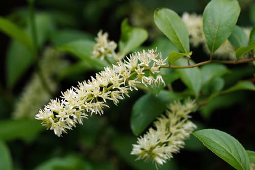 Virginia Sweetspire Bonsai
