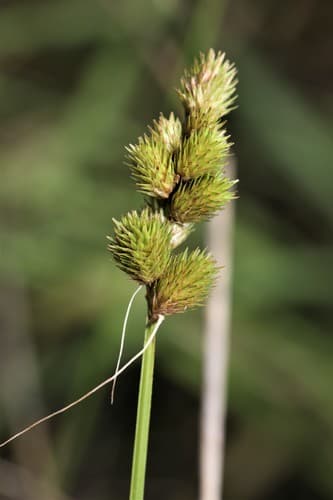 blunt broom sedge