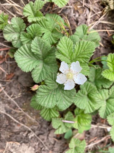 Roughfruit Raspberry Bonsai